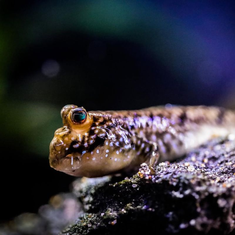 Mudskipper