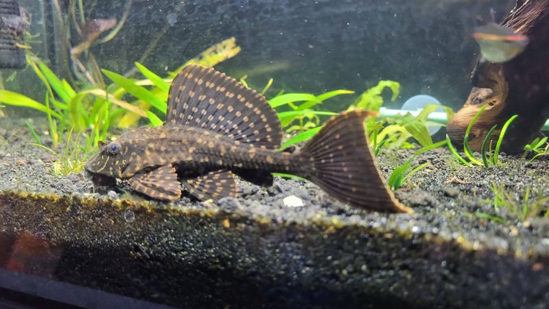 Common Plecostomus