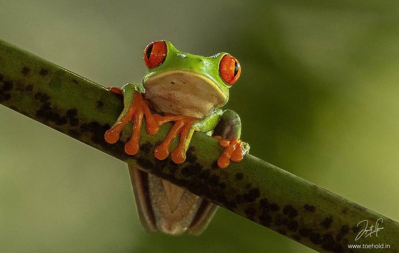 Red-Eyed Tree Frog
