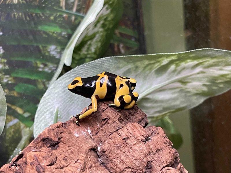 Bumblebee Dart Frog