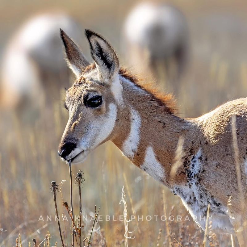 Pronghorn Antelope