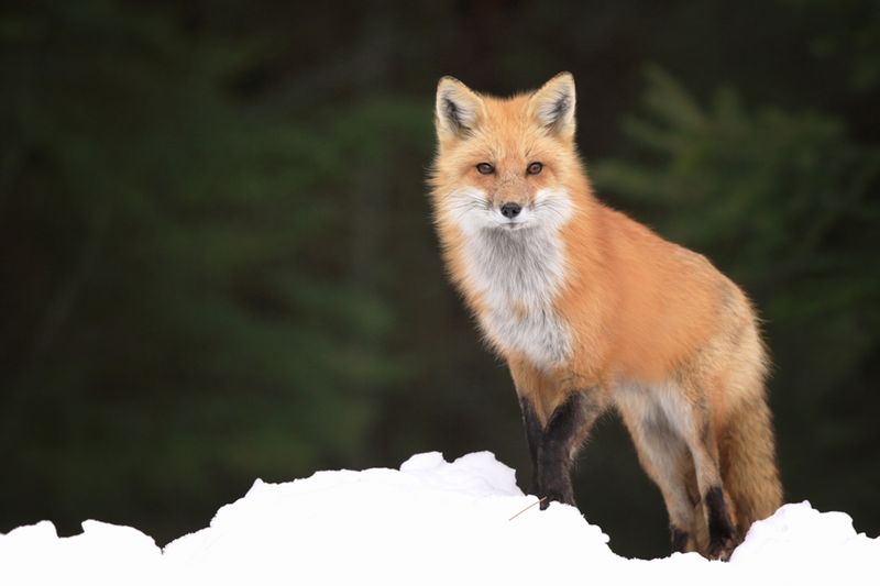 Red Fox