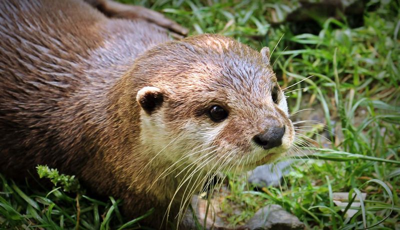 River Otter