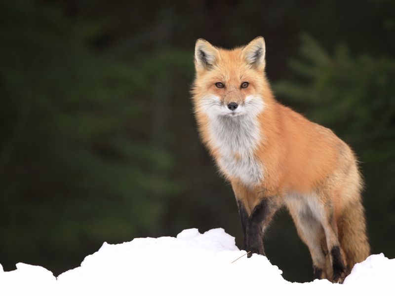 Red Foxes