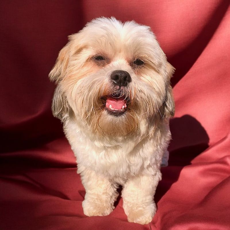 13 Stunning Lhasa Apso Colors And Markings That Will Leave You In Awe