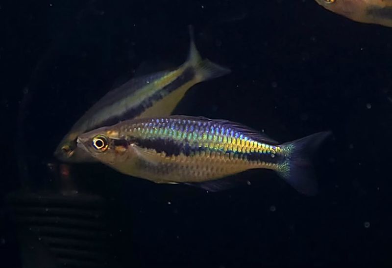 Axelrod's Rainbowfish