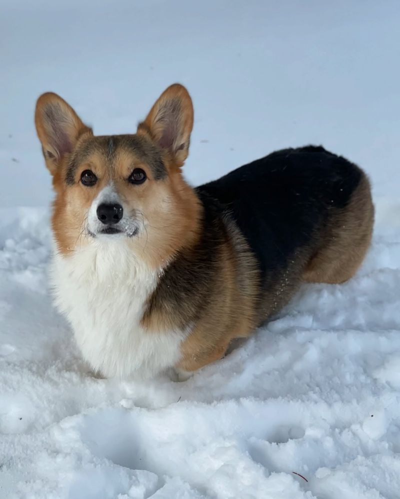 Red Headed Tri-Color