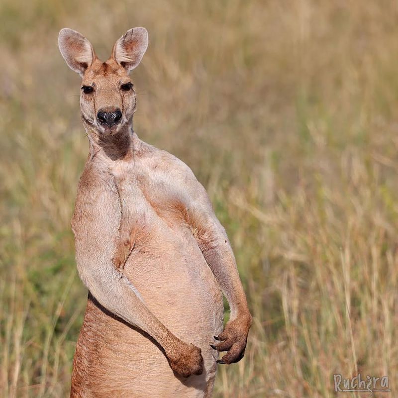 Red Kangaroo