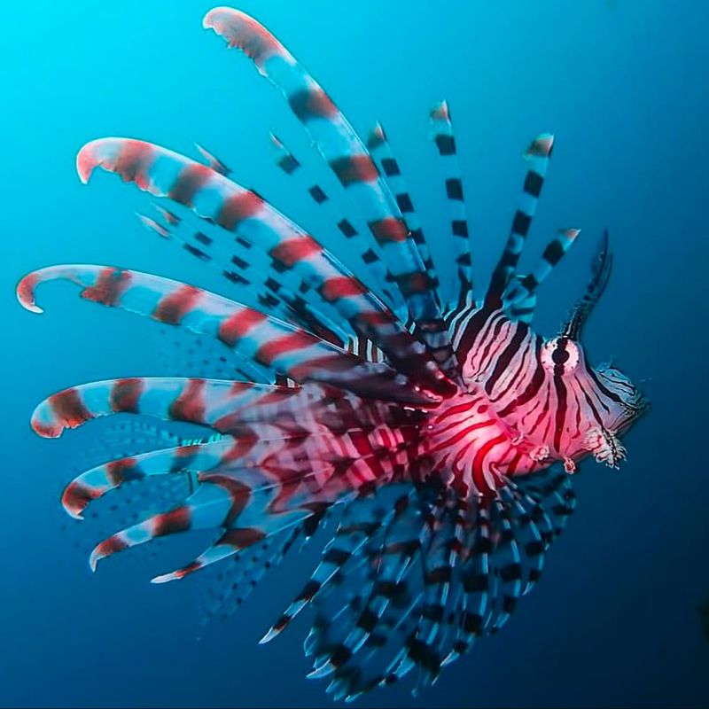 Red Lionfish
