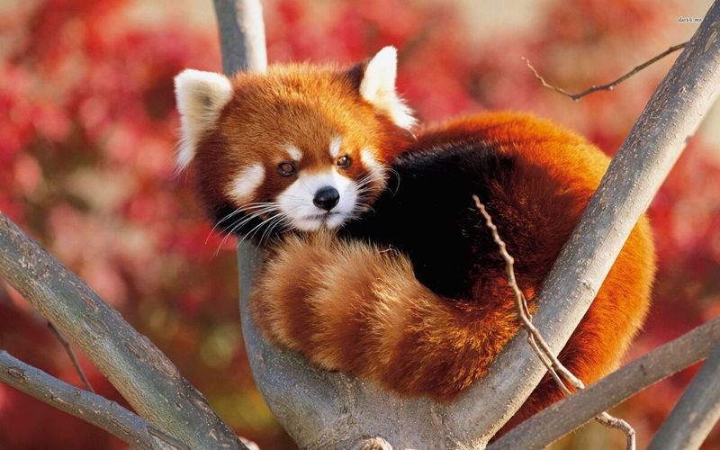 Red Panda