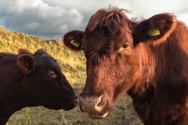 Red Poll