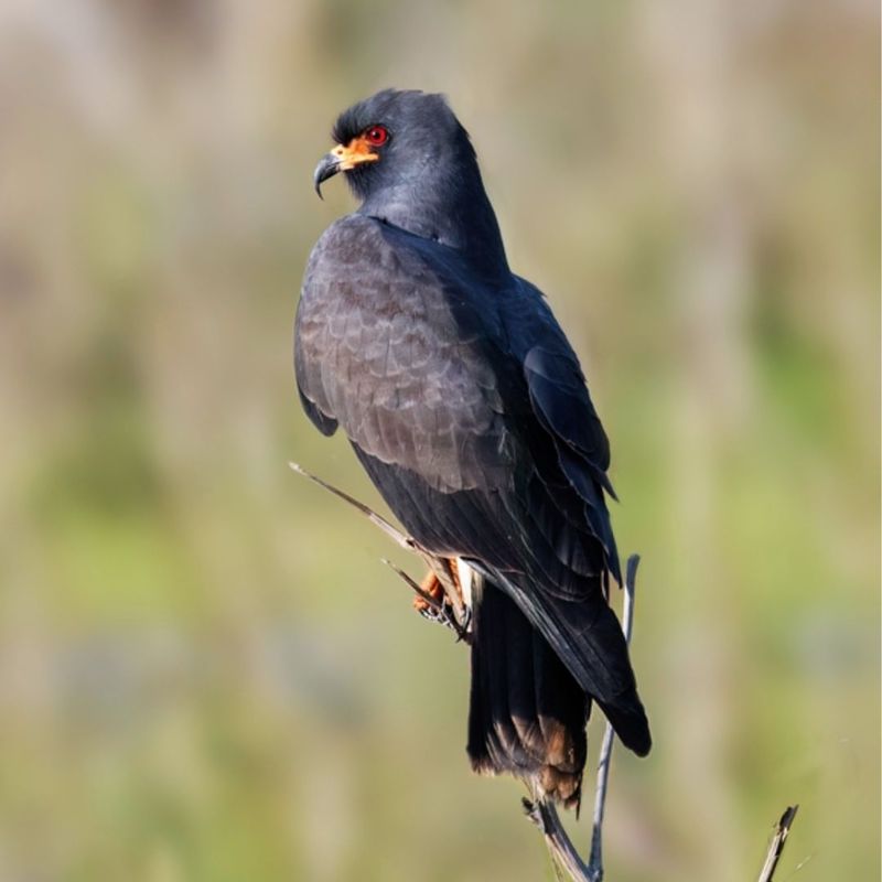 Snail Kite