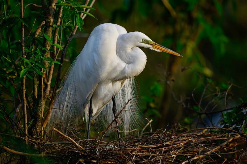 Great Egret