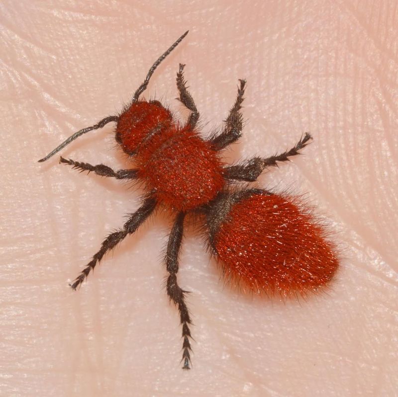 Red Velvet Ant