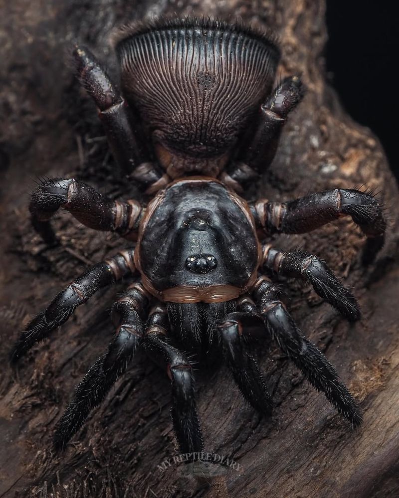 Chinese Hourglass Spider