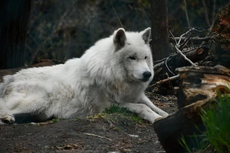 Tundra Wolf (Canis Lupus Albus)