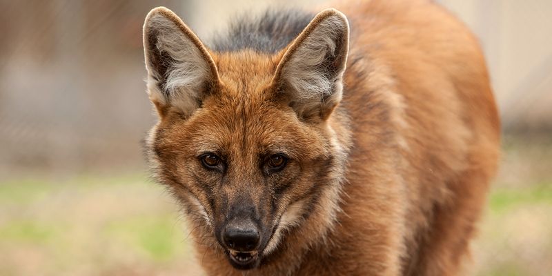 Maned Wolf