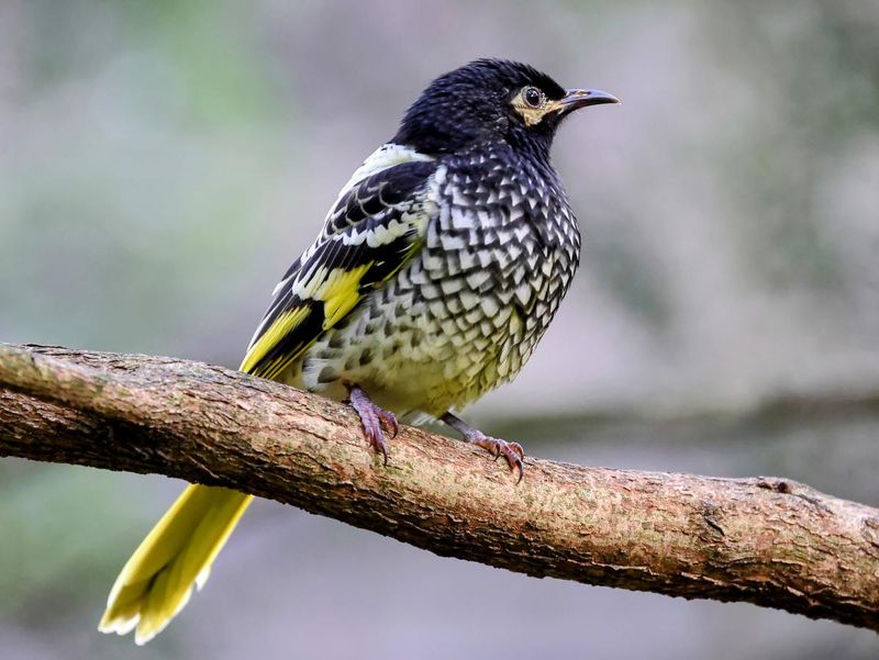 Regent Honeyeater