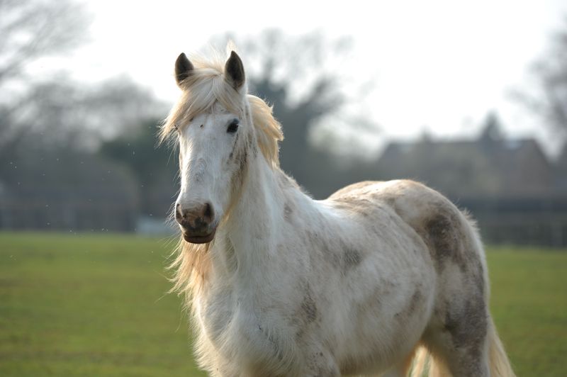 Maintain Hoof Health