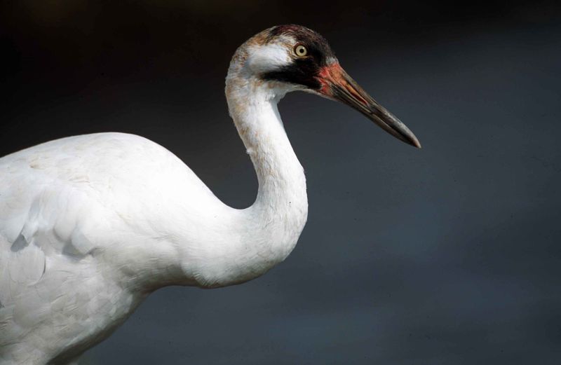 Saving The Whooping Crane 