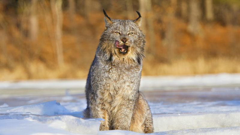 Adaptations: Lynx's Keen Senses