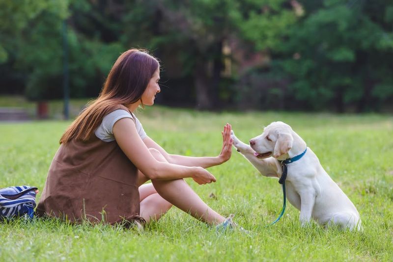 Training Your Pup Should Be A Lifestyle Change