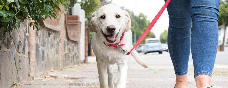 Reward-Based Training