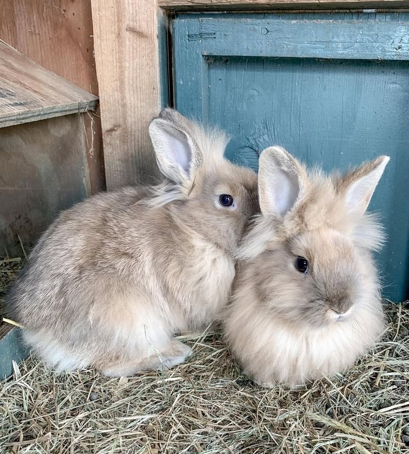 French Angora