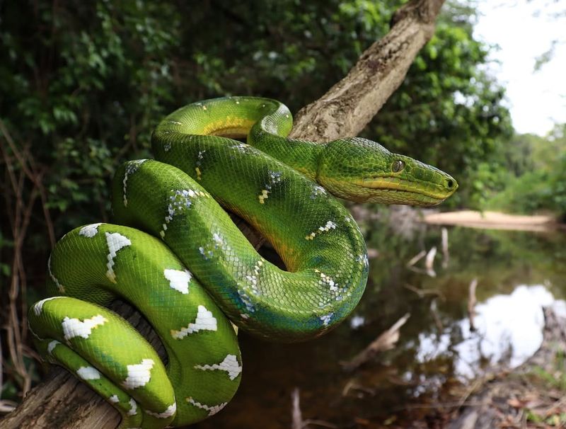 Emerald Tree Boa