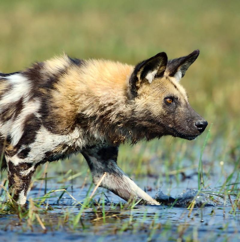 African Wild Dog