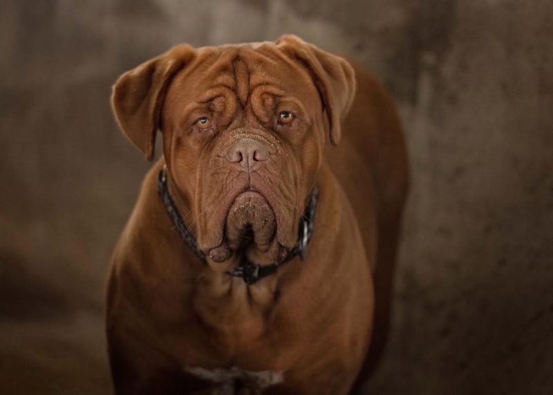 Bordeaux Mastiff