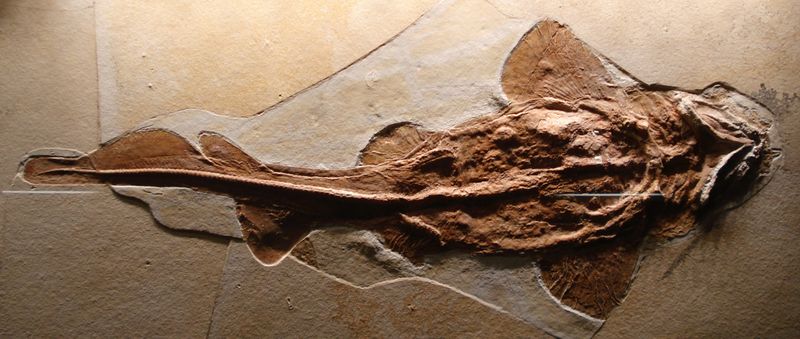 Palaeocarcharias Stromeri