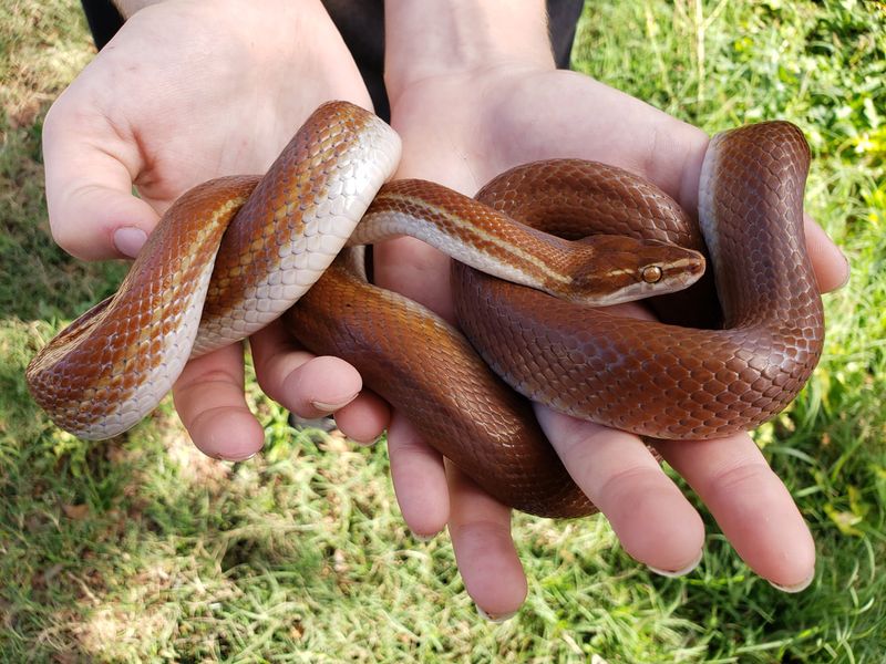 African House Snake