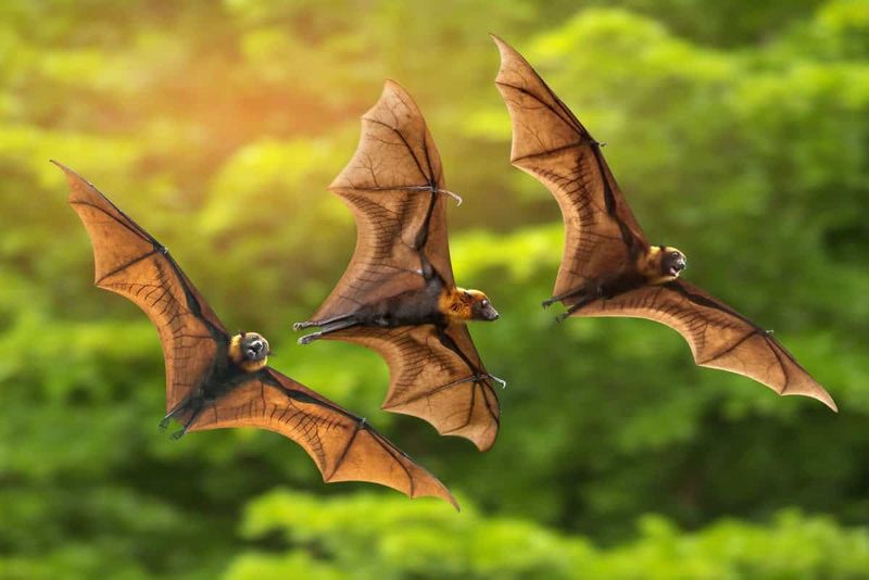 Bat Communication Studies