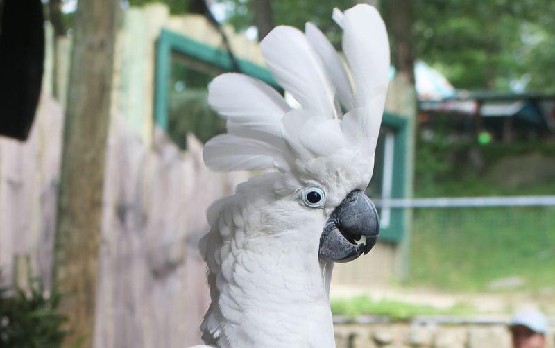 Cockatoo