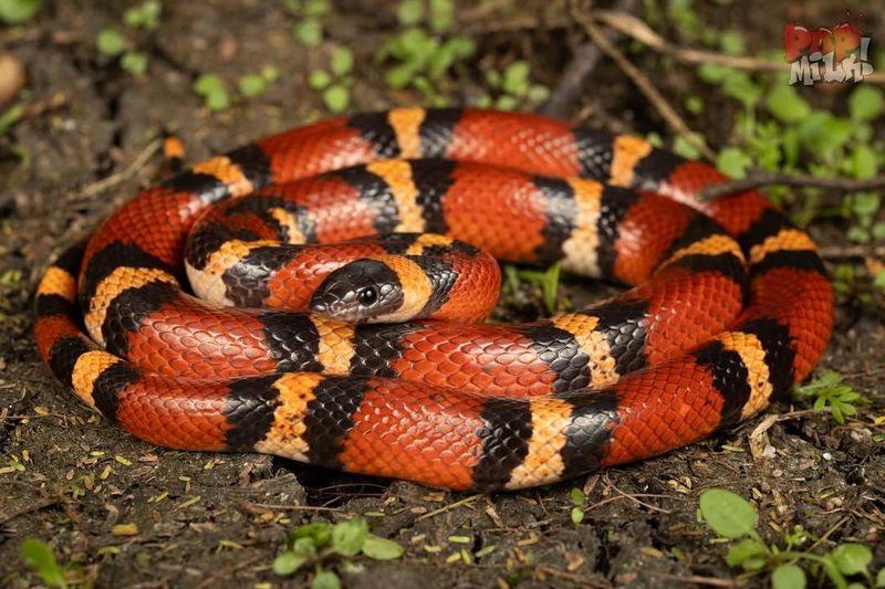 Coral Snake