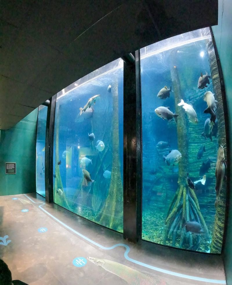 Aquarium Of The Americas