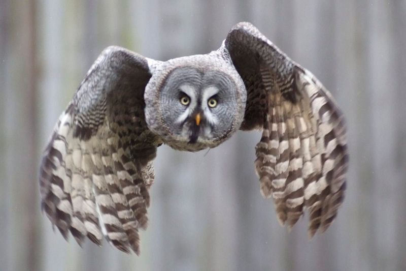 Great Gray Owl