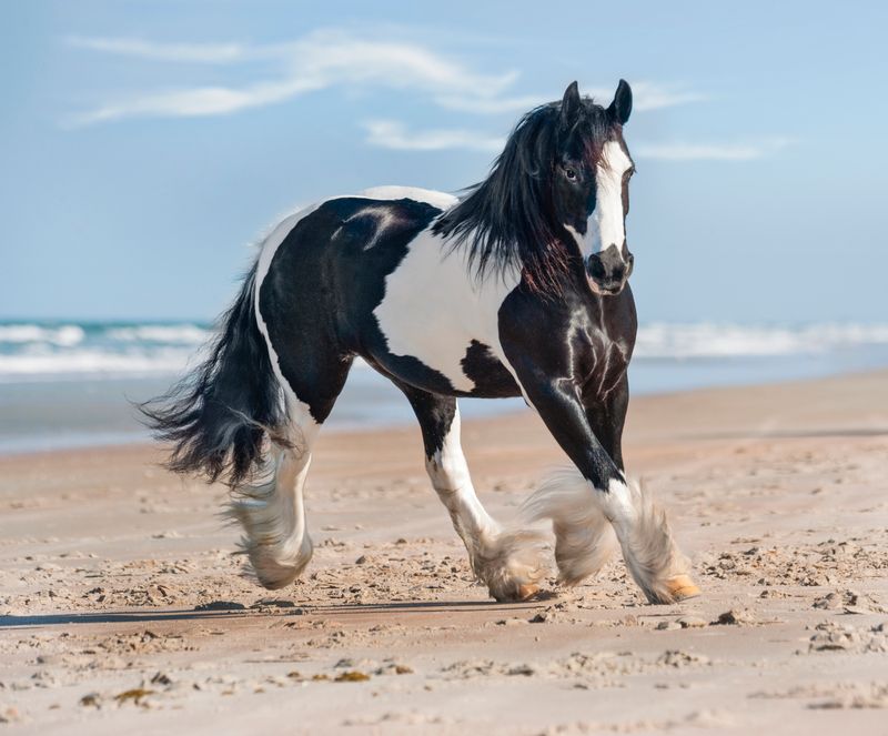 Gypsy Vanner