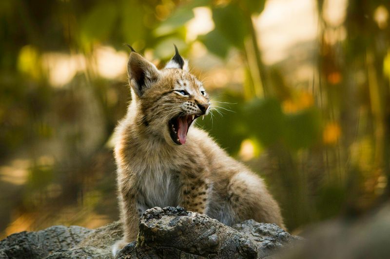 Territorial Behavior: Scent Marking And Communication