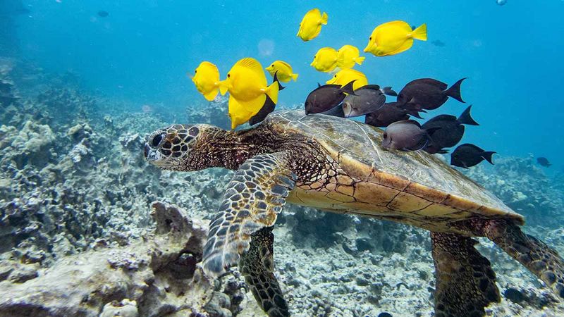 Role In Ecosystems