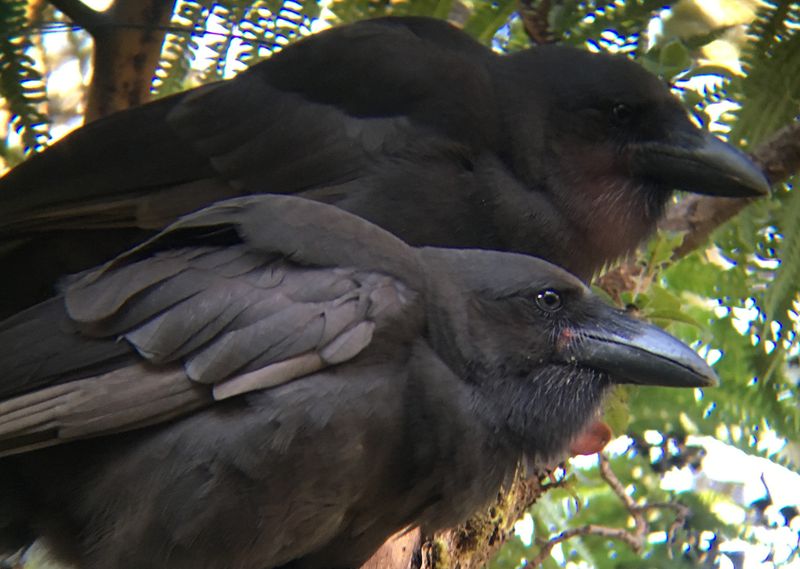 Restoring Native Habitats