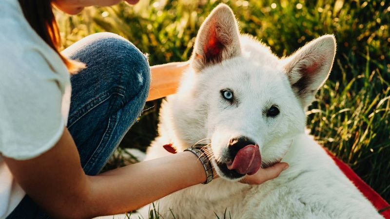 Licking