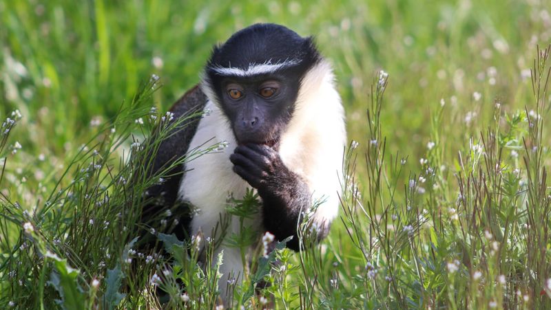 Roloway Monkey