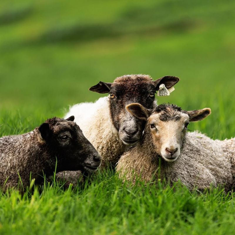 Gotland Sheep