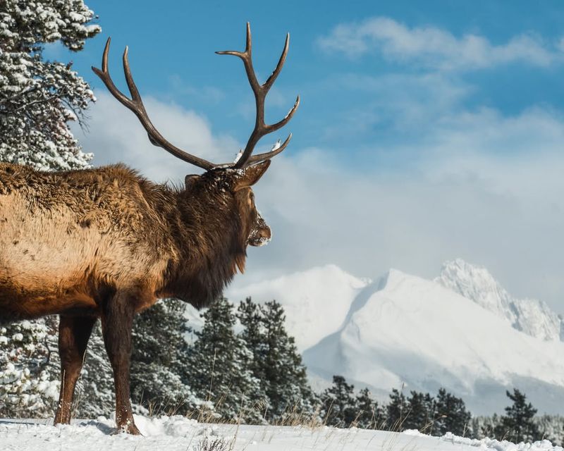 Roosevelt Elk