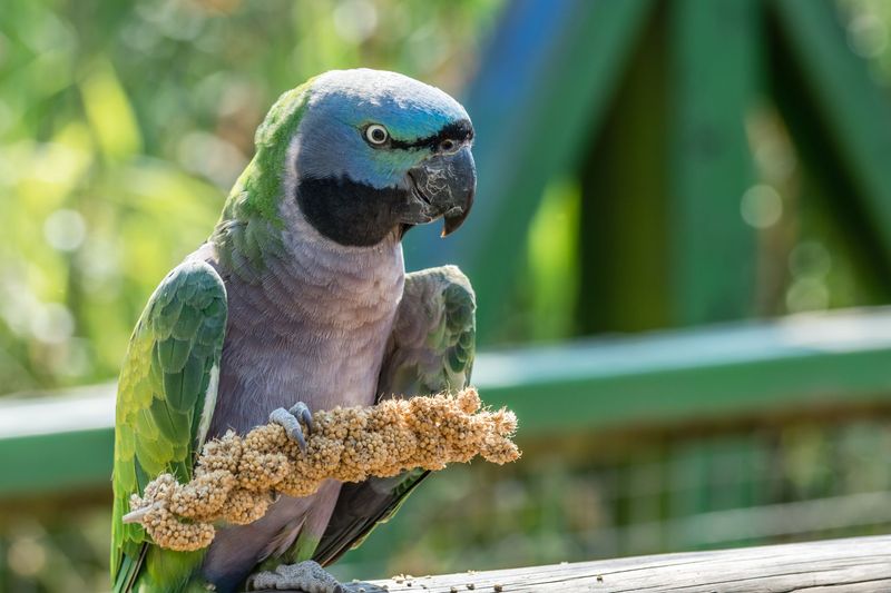 Derbyan Parakeet