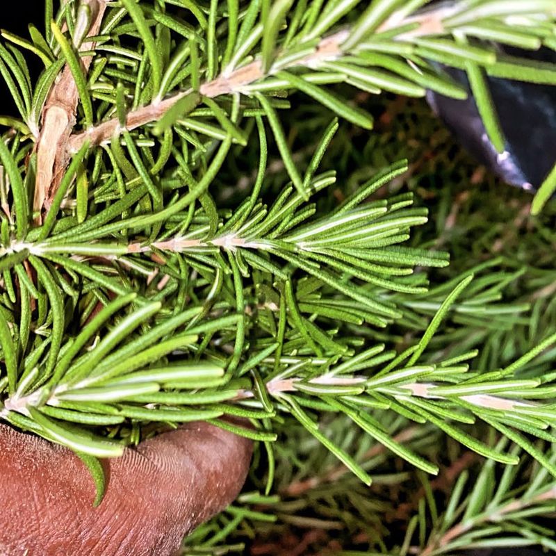 Rosemary