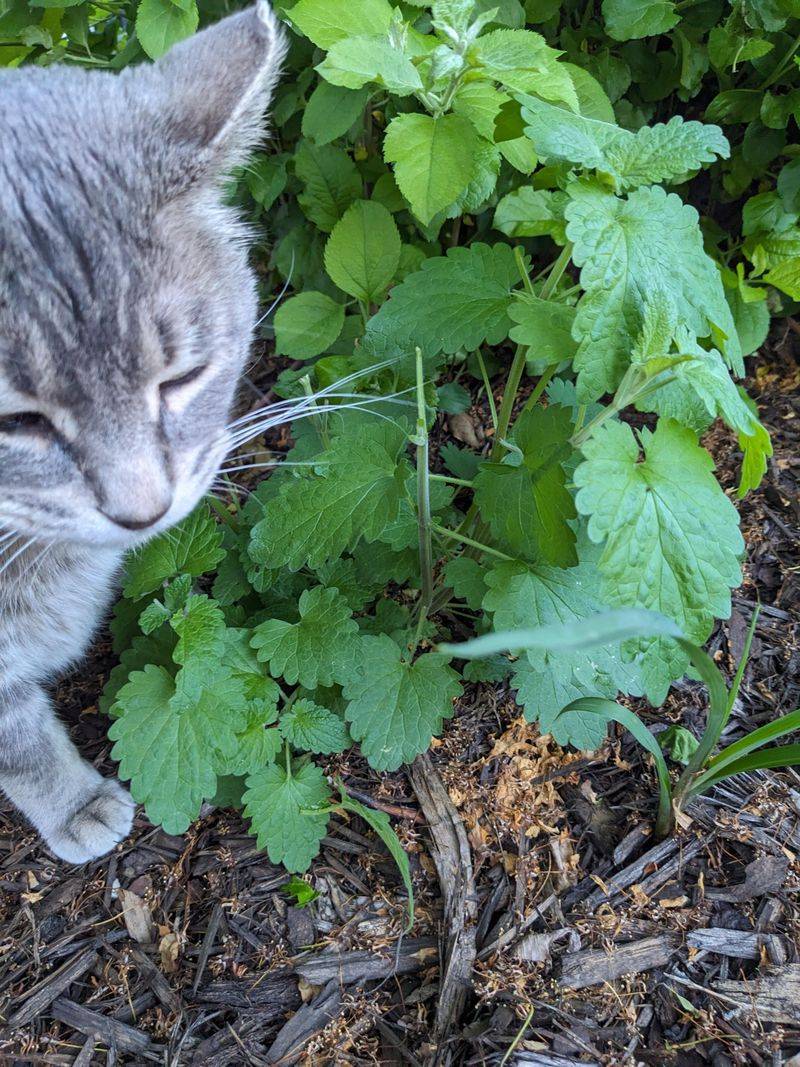 Lemon Balm