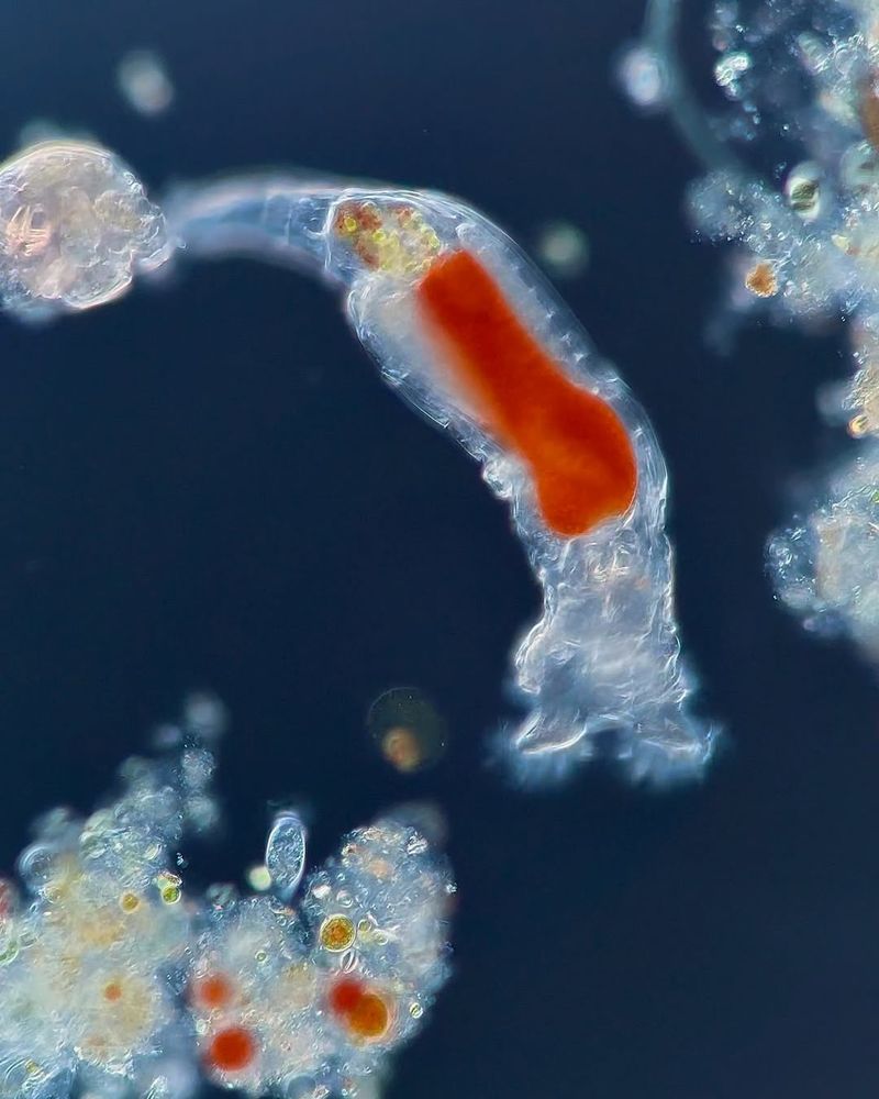 Rotifers
